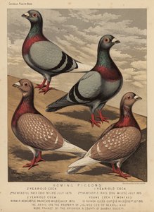 Pigeons: Homing Pigeons (färg litho) av J. W. (after) Ludlow