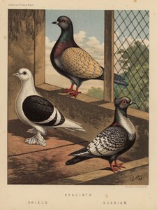 Duvor: Hyacint; Skydda; Suabian (färg litho) av J. W. (after) Ludlow