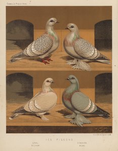 Duvor: Isduvor, Ural, Sibirisk, Silver, Blå (färg litho)