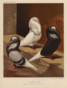 Duvor: jakobiner, blå, vit, svart (färg litho)