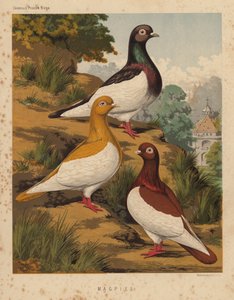 Duvor: Skator (färg litho) av J. W. (after) Ludlow