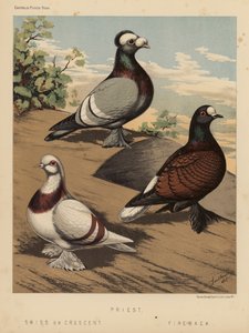 Duvor: Präst; schweizisk eller halvmåne; Fire-Back (färg litho) av J. W. (after) Ludlow