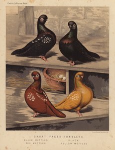 Duvor: Tumbler med kort ansikte, svart fläckig, svart, röd fläckig, gul fläckig (färg litho) av J. W. (after) Ludlow