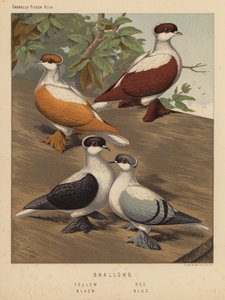 Duvor: Svalor, gul, röd, svart, blå (färg litho)