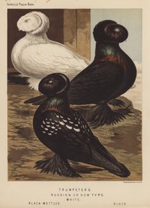 Duvor: trumpetare, rysk eller ny typ, vit, svart-fläckig, svart (färg litho)