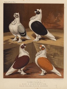 Duvor: Turbiteens, blå och svarta, krönade, röda och gula, släthåriga (färg litho) av J. W. (after) Ludlow