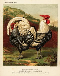 Silverspangled Hamburgh hane och höna av J. W. (after) Ludlow