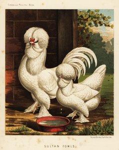 Sultanhöns, Gallus tamtupp av J. W. (after) Ludlow