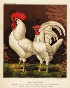 Vita leghorn eller Livorno kuk och höna