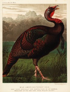Vild amerikansk kalkontupp, Meleagris gallopavo av J. W. (after) Ludlow