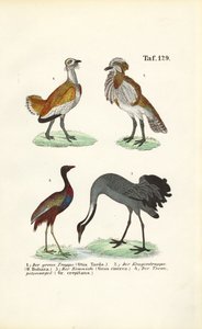 Trappar och tranor av J. W. Tenhaeff