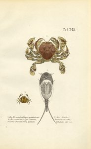 Kräftdjur och grodyngelräkor