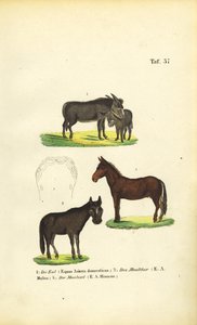 Tama åsnor, mulor och mulåsnor av J. W. Tenhaeff