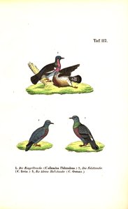 Europeiska vilda duvor av J. W. Tenhaeff