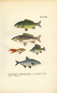 Sötvattensfisk av familjen karpfiskar av J. W. Tenhaeff