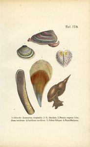 Sötvattenssnäckor och marina musslor av J. W. Tenhaeff