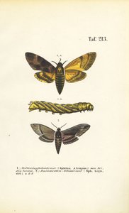 Hökmalar av familjen Sphingidae av J. W. Tenhaeff
