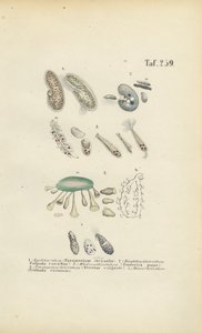 Infusoria: Paramecium, Stentor och andra ciliater av J. W. Tenhaeff