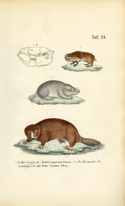 Mullvadsråttor och bäver av J. W. Tenhaeff