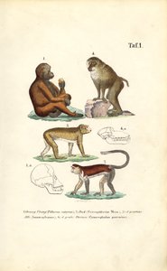 Apor i den gamla världen: Orangutanger, makaker, apor och babianer av J. W. Tenhaeff