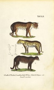 Panther, Jaguar och Puma av J. W. Tenhaeff