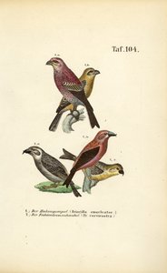 Tallbuk och röd korsnäbb av J. W. Tenhaeff