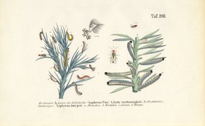 Tallstekellarver och deras utveckling av J. W. Tenhaeff