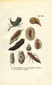Puss Moth larv och insektspuppor av J. W. Tenhaeff