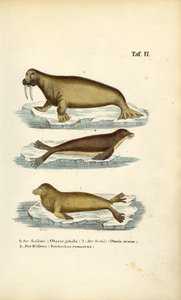Sjölejon, pälssäl och valross av J. W. Tenhaeff