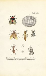 Sociala insekter med olika utvecklingsstadier