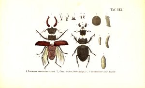 Stag Beetle med anatomi och utvecklingsstadier av J. W. Tenhaeff