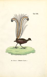 Superb Lyrebird av J. W. Tenhaeff