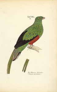 Den pavoninska quetzalen
