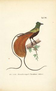 Den röda paradisfågeln av J. W. Tenhaeff