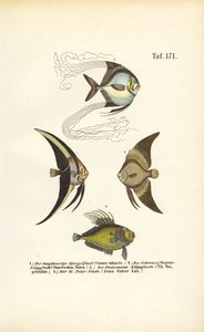 Tropiska prydnadsfiskar av J. W. Tenhaeff