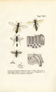 Getingar och deras bo-byggen av J. W. Tenhaeff