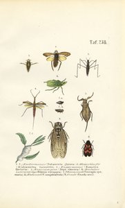 Vattenbaggar och andra insekter av J. W. Tenhaeff