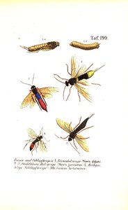 Holksteklar och sländsteklar av J. W. Tenhaeff