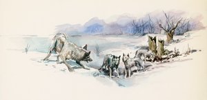 Pack of wolves, från Call of Wild, äventyrsroman av Jack London (1876-1916), teckning av Jack London
