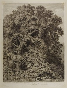 Sophora av Jacob Philippe Hackert