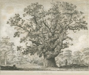 Needwood - Swilcar Oak: etsning, nd [c 1820-1850] av Jacob George Strutt