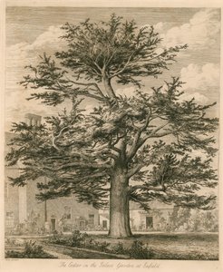Cedar i Palace Garden i Enfield, Middlesex av Jacob George Strutt