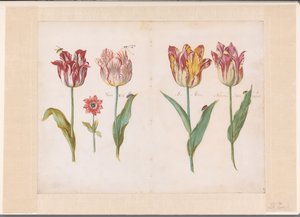 Ark från en tulpanbok Fyra tulpaner med insekter och en mindre blomma Ensemble av vikta blad och med tulpaner på båda sidor (serietitel)