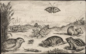 Små djur och insekter: Gräshoppa, fjäril, åkersork, rapphöna, bi, snigel, mullvad och groda. av Jacob Matham
