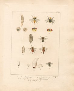 Olika flugarter och deras utvecklingsstadier (handkolorerad kopparstick) av Jacob Sturm