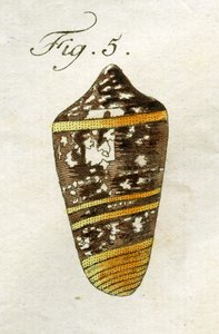 Illustration av Conus Ammiralis (underart Summus), 1790 (handfärgad gravyr)