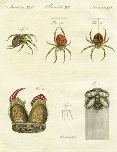 Illustration av spindlar, 1790 (handfärgad gravyr)