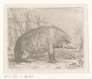 Sittande vildsvin av Jacobus Cornelis Gaal