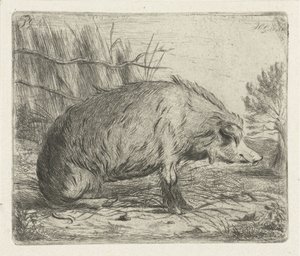 Sittande vildsvin av Jacobus Cornelis Gaal