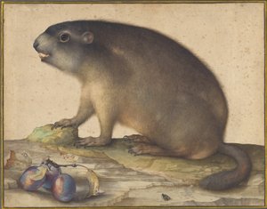 Ett murmeldjur med en plommongren av Jacopo Ligozzi